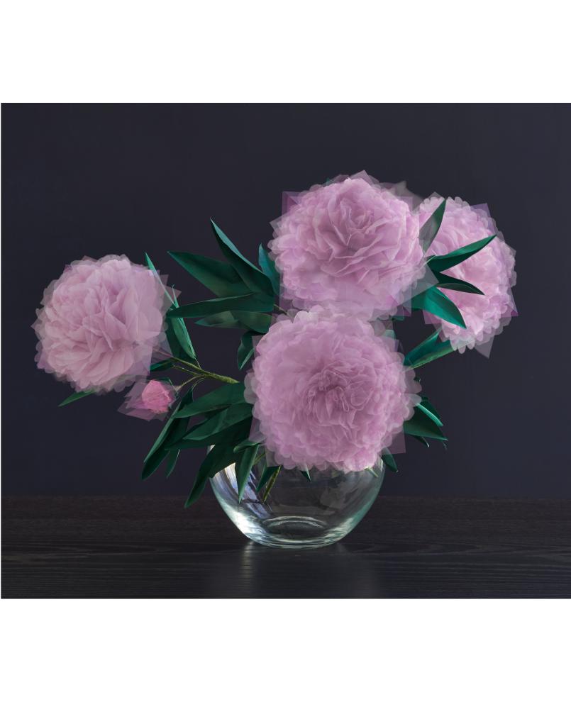 Peonies Peonies
