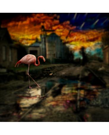 Flamingo from Across the Tracks