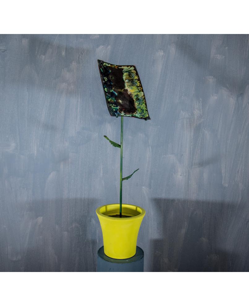 Plant Plant