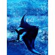 Manta ray