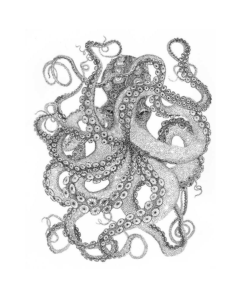 Octopus Octopus